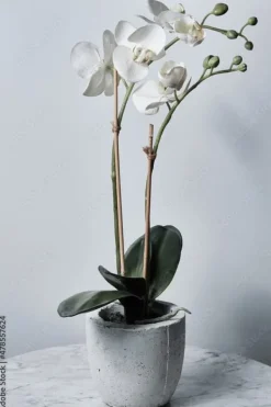 Bambuspinnar 80 cm Ø6 mm – 500 st, för växter, orkidéer och dekoration