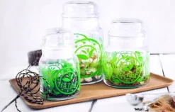 Förvaringsburkar-GLASBEHÅLLARE 290ML FÖR KAFFE HERMETISK KRUK MED LOCK FÖR KRYDDER